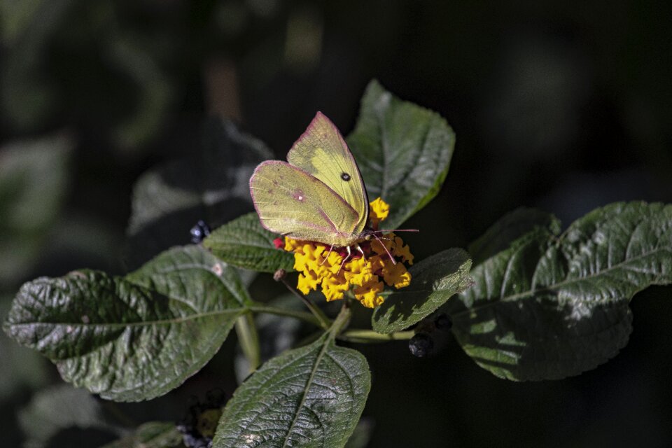 Green plant flowers wildlife