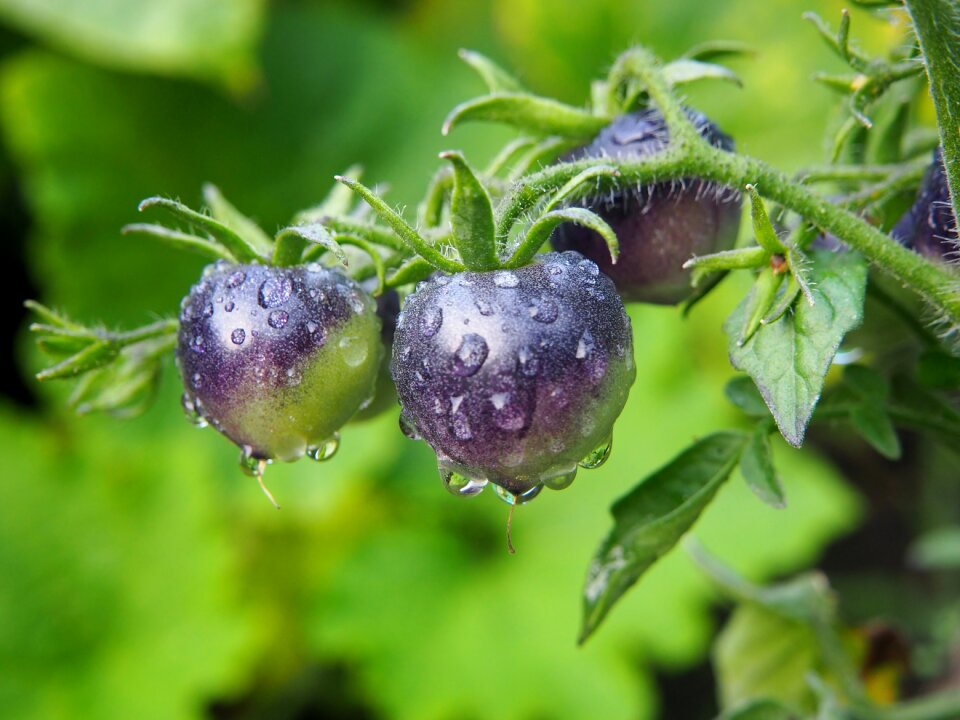 Black vegetables food