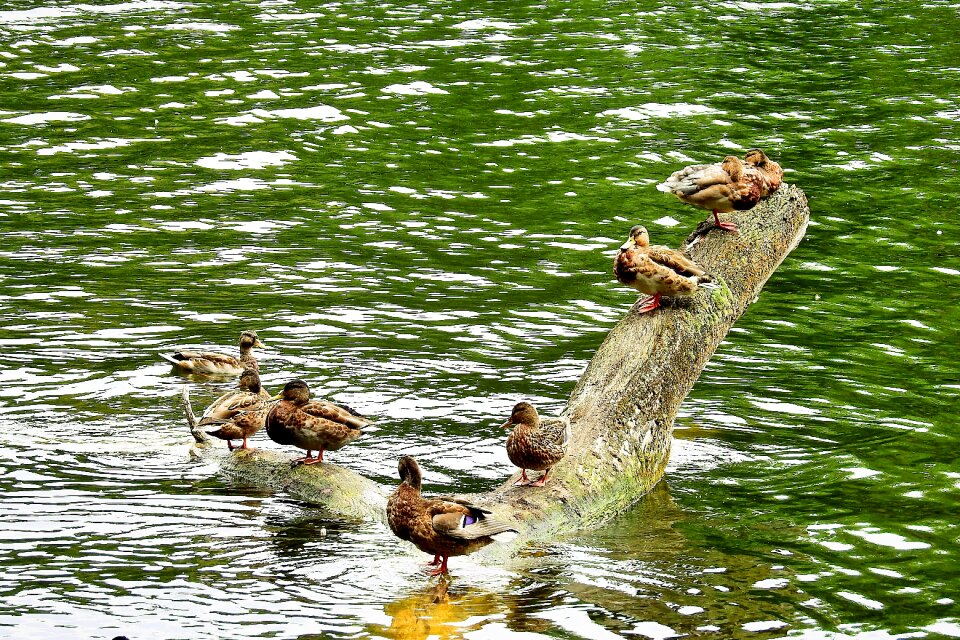 Konar lake water