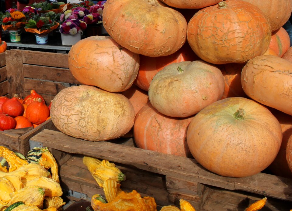 Halloween food harvest
