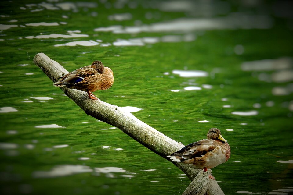 Ducks lake birds