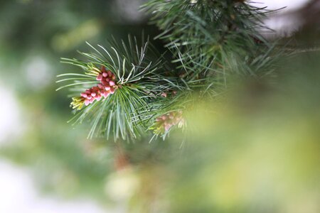 Plants pine pine cone photo
