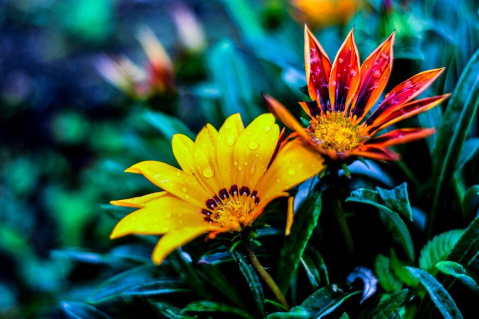 Gérbela linda flor flor amarilla