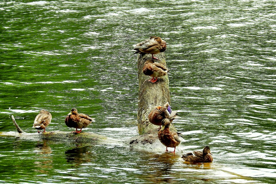 Ducks birds lake