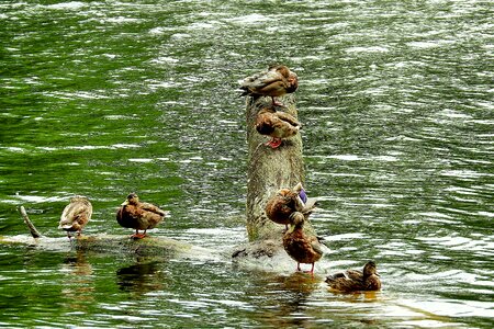 Ducks birds lake photo