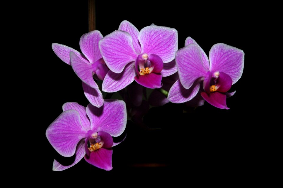 Flowers pink flowers plant