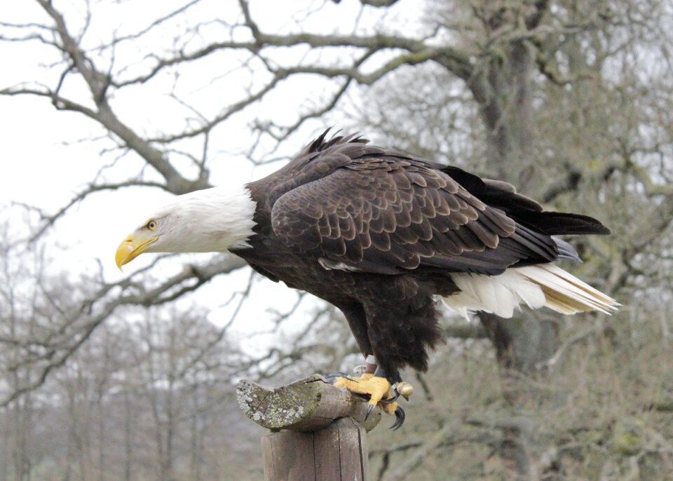 Animal nature raptor