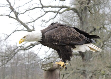 Animal nature raptor