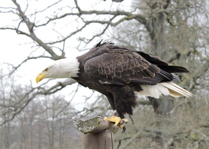 Animal nature raptor photo