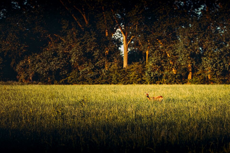 Animal nature wild