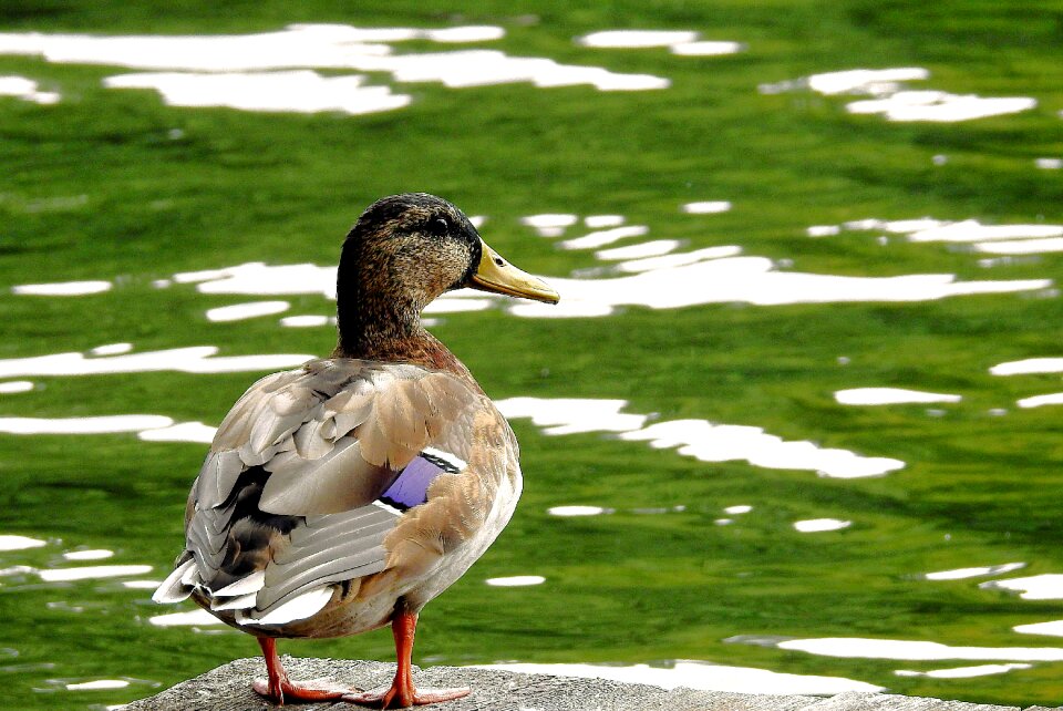 Duck look bird