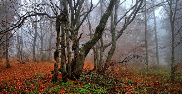 Forest tree oct photo