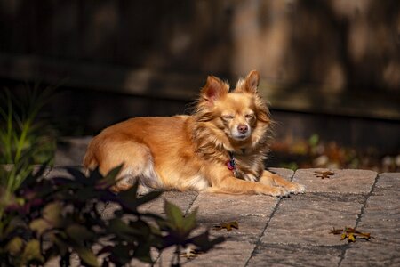 Sleeping canine brown photo