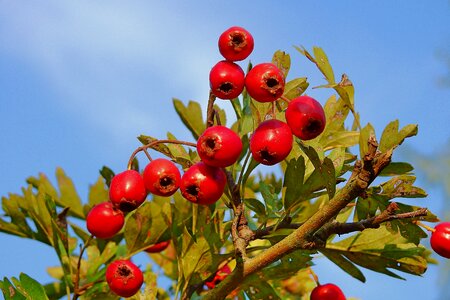 Plant bush nature