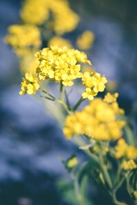 Flowers yellow flowers cushion flower