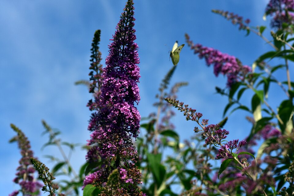 Summer insect animal