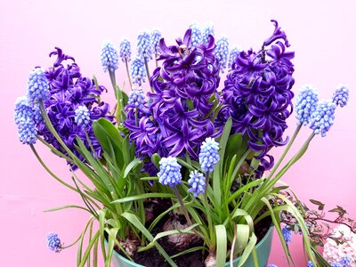 Bouquet hyacinth nature