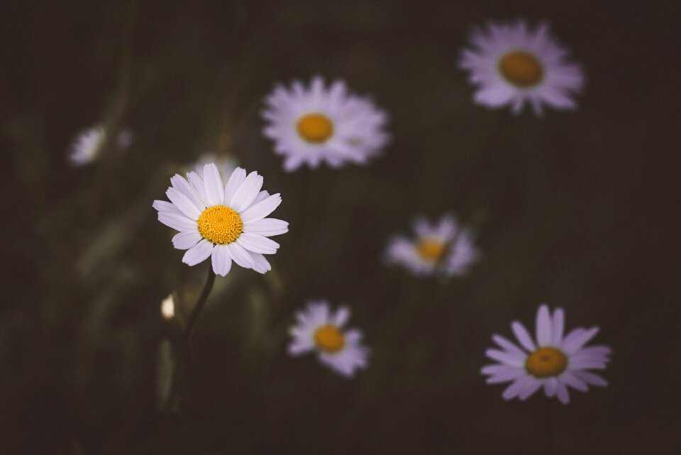 White flower flowers white flowers