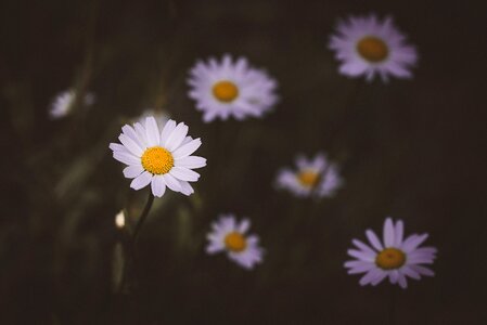 White flower flowers white flowers