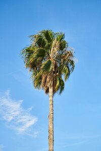 Tropical summer leaves photo