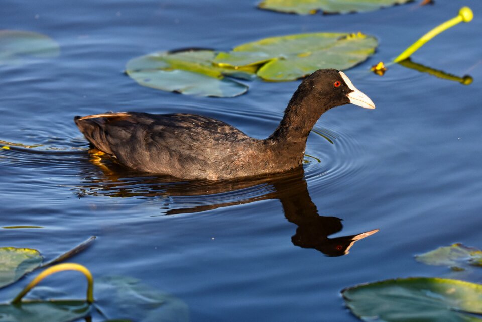 Animal swimming water