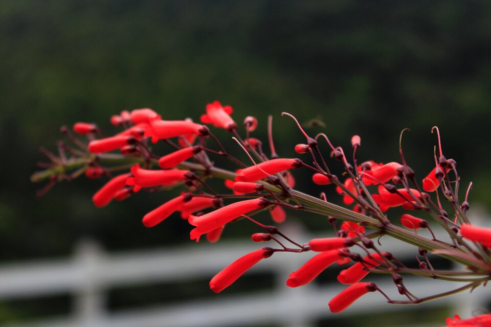 Red flower spring small flower