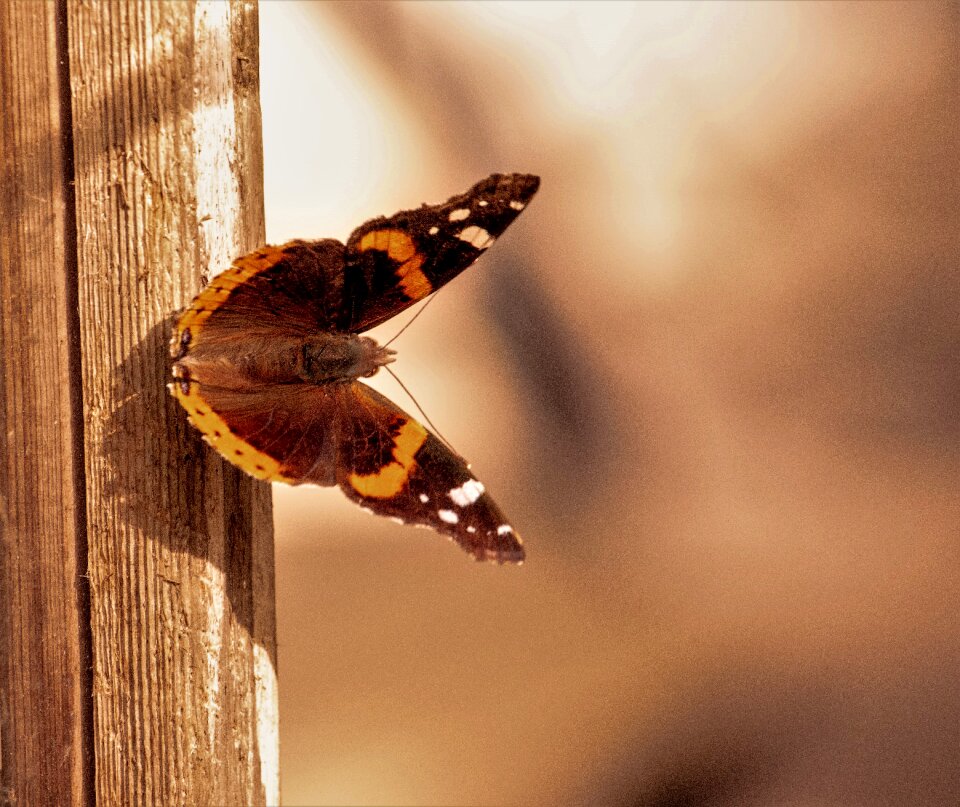 Rust wood insect interesting
