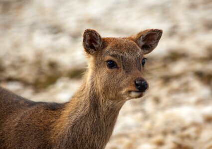 Bambi brown hirsch photo