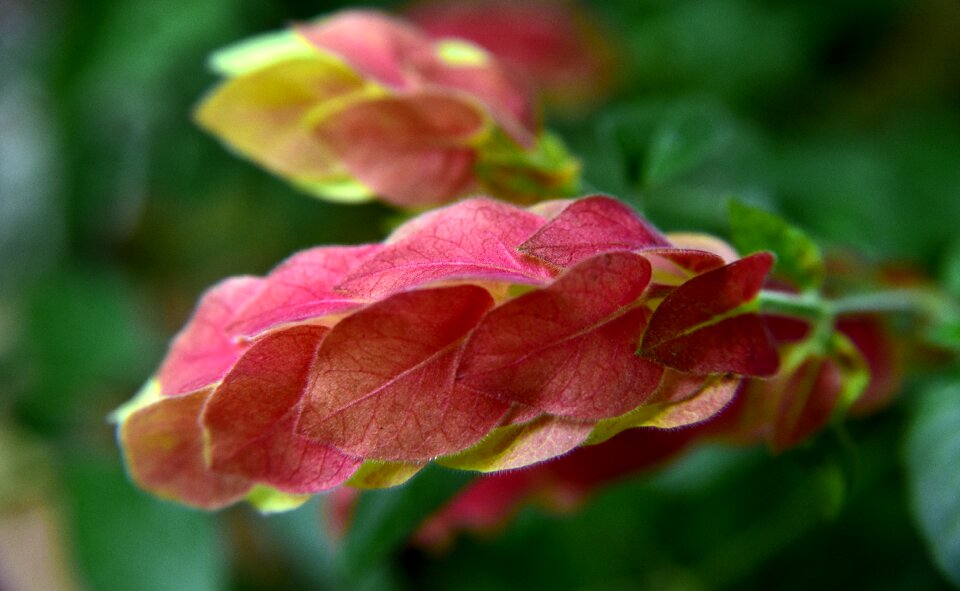 Plant flower nature