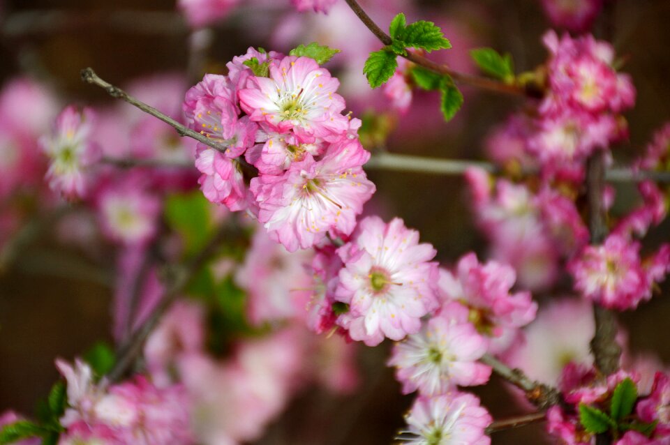 The cherry blossoms spring Free photos