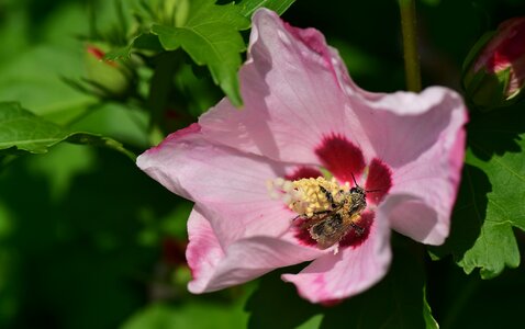 Pink pollen bee photo