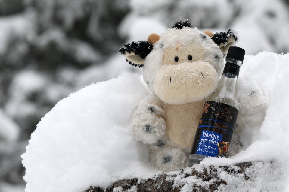 Cold winter teddy