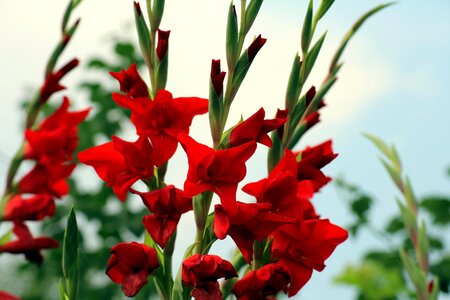 Summer flourishing increases