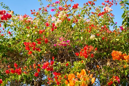 Summer season flower photo