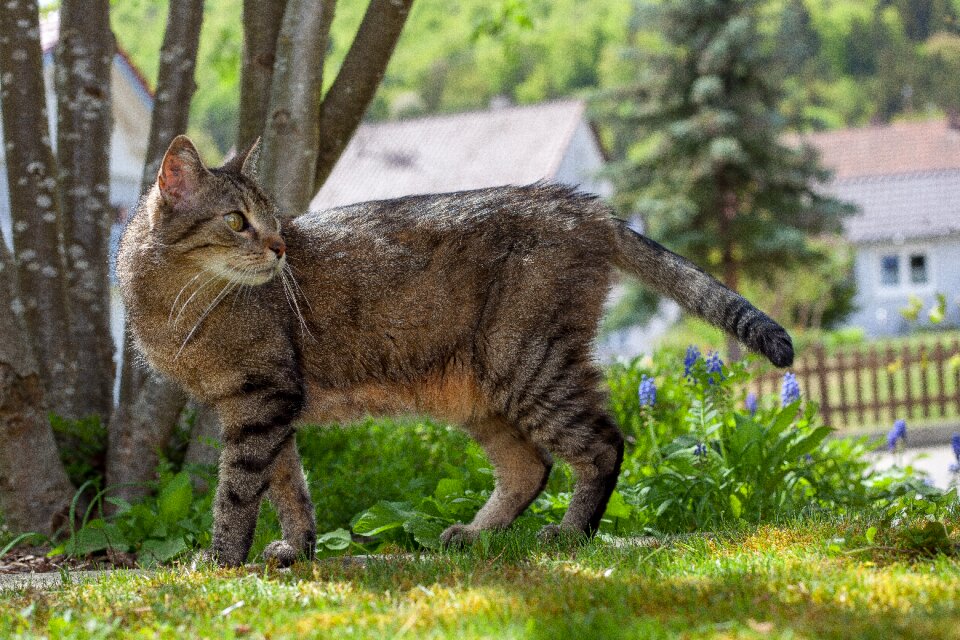 Tiger cat green eyes animal portrait
