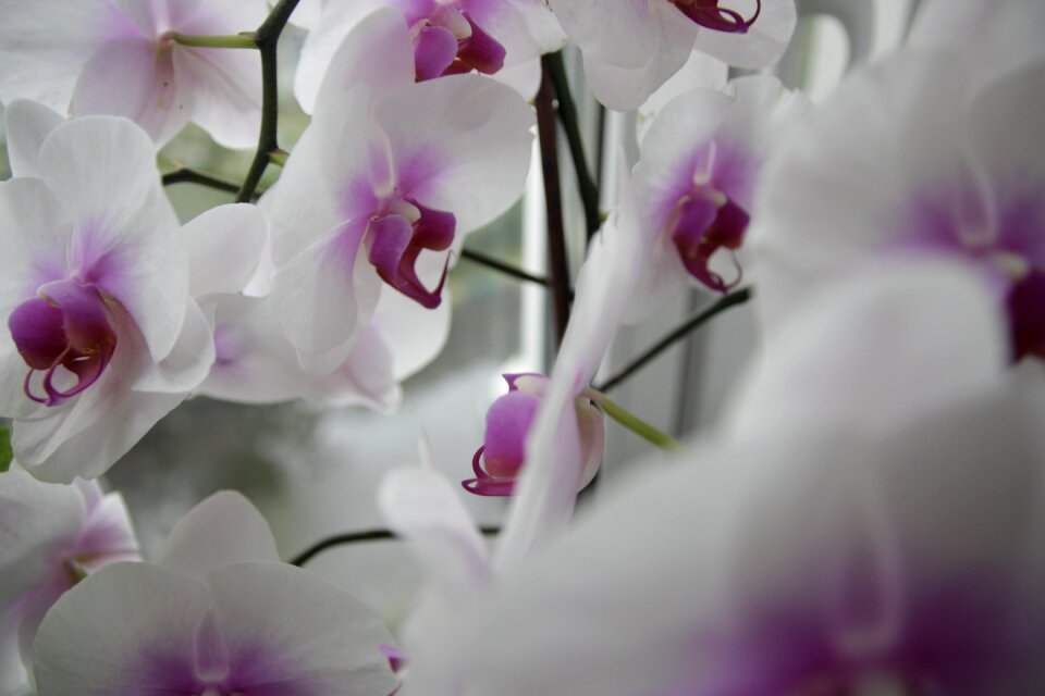 Flowers bloom orchid