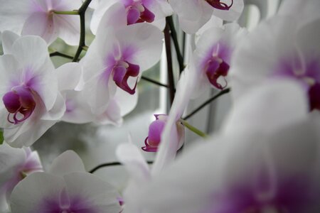 Flowers bloom orchid
