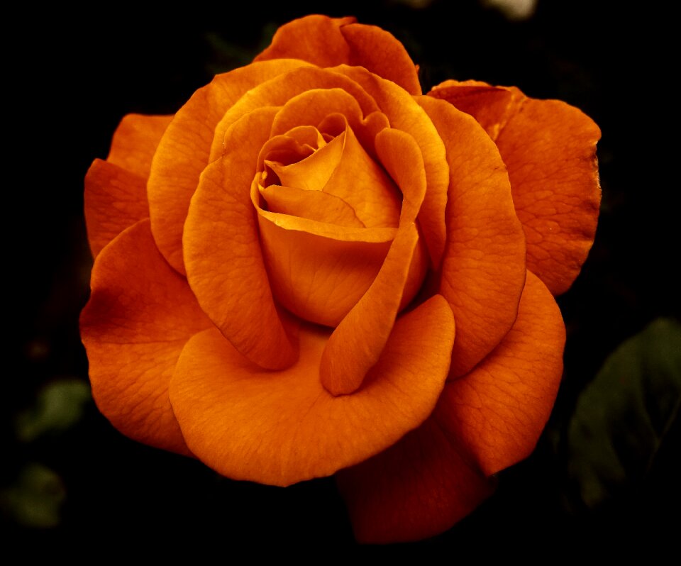 Bloom nature rose blooms
