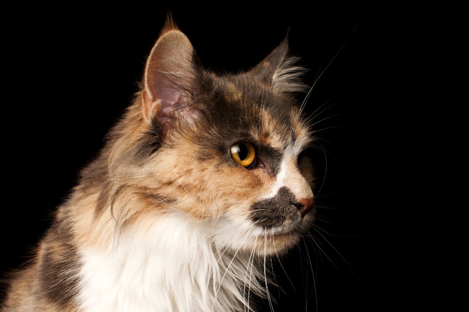 Cat animals mammal