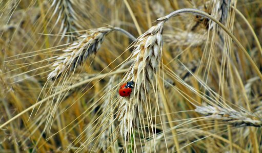Ladybug summer agriculture