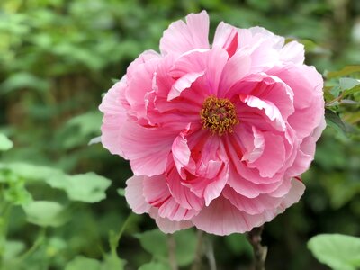 Nature garden foliage