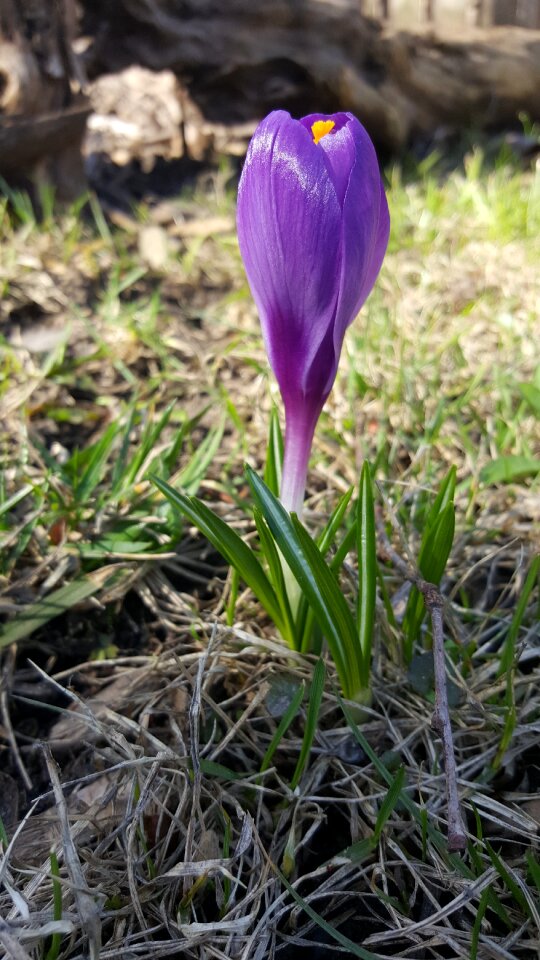 Crocus spring flower purple flower