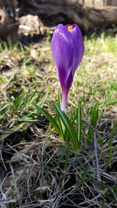 Crocus spring flower purple flower