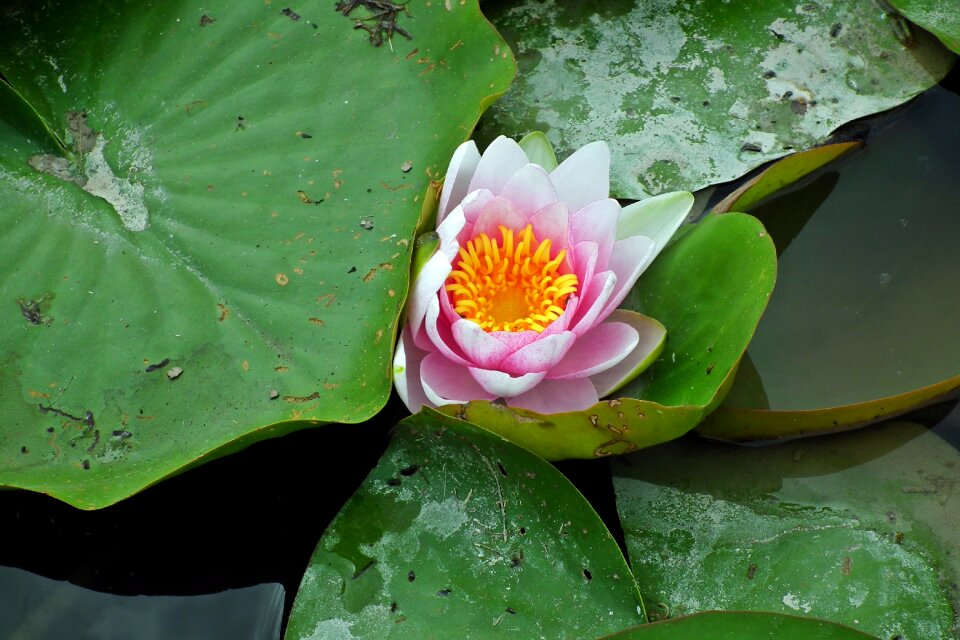 Water lily flowers foliage