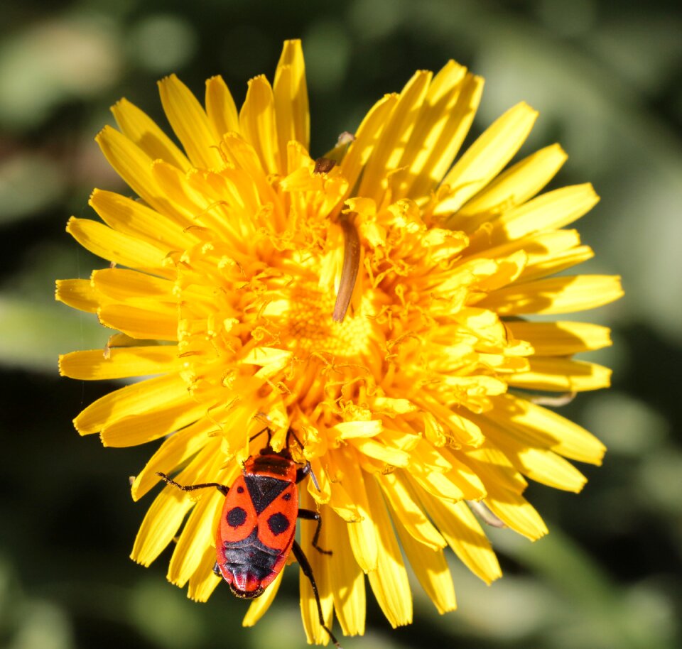 Flower bright yellow