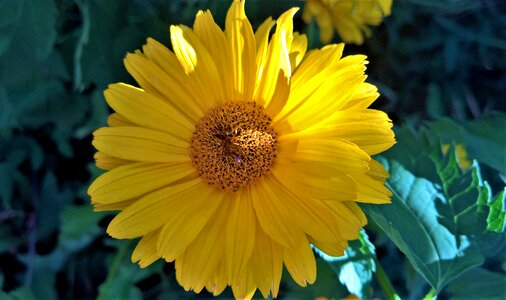 Yellow flower dark flower stamens garden