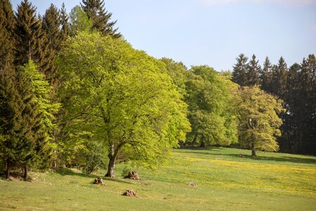 Trees forest glade