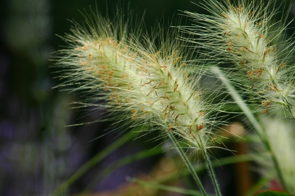 Closeup leaf outdoors