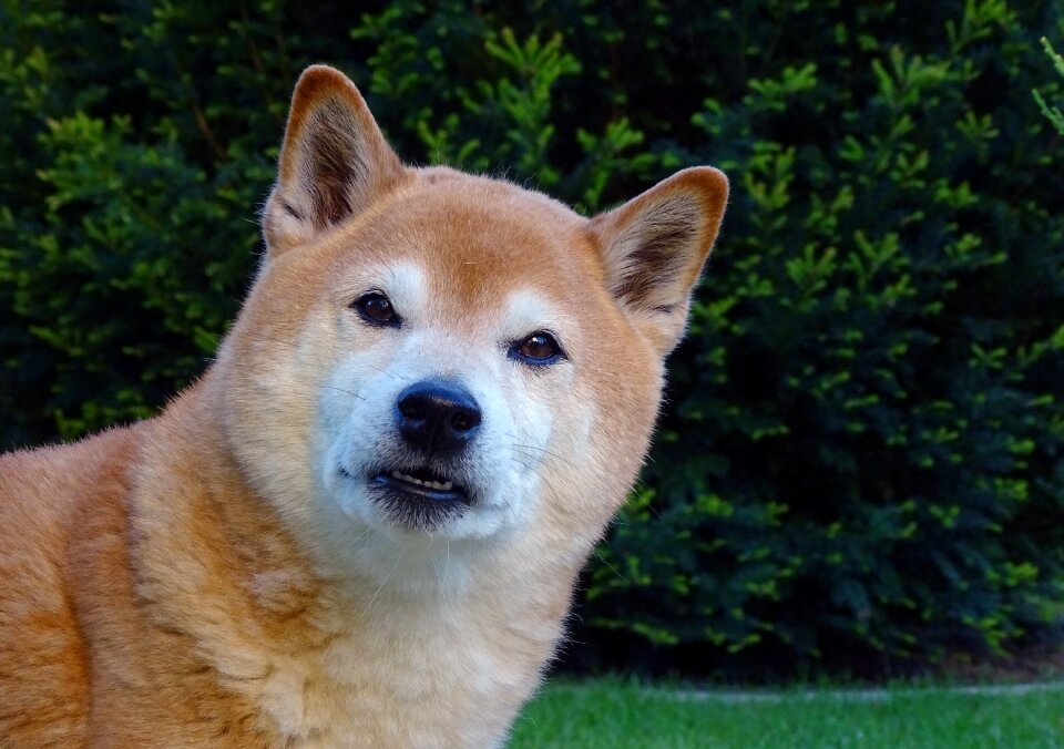 Purebred dog animal portrait shiba