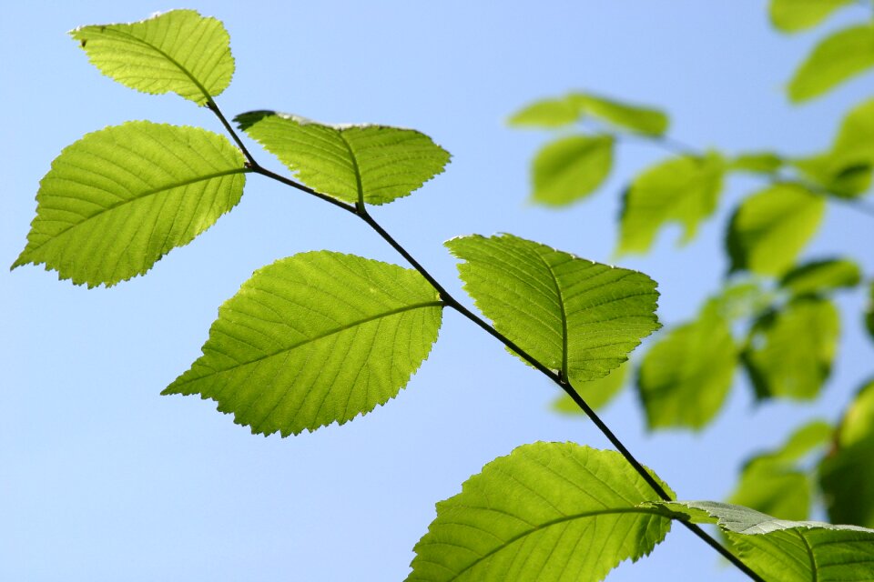 Plant summer sky